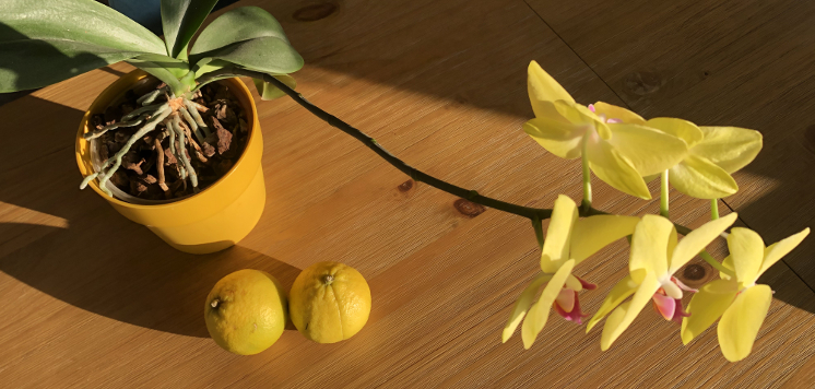 Recette à la bergamote: un moelleux savoureux.