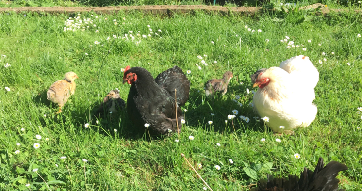 Choix des poulettes