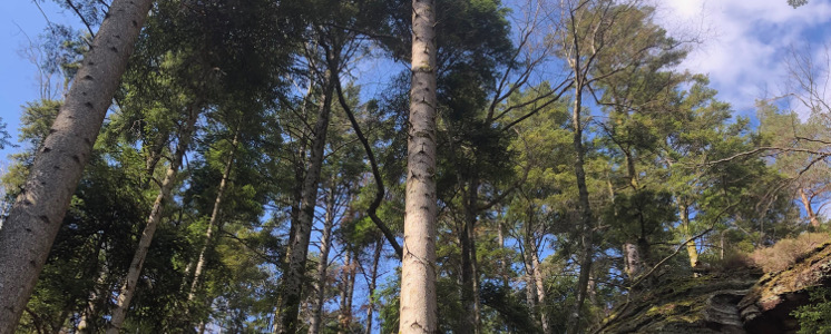 Que faire autour de Nancy à moins d’1 heure 30? Une escapade dans les Vosges. (proposition 3)