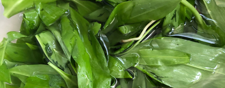 Pesto à l’ail des ours. Délicieuse recette de tartines pour un apéritif.